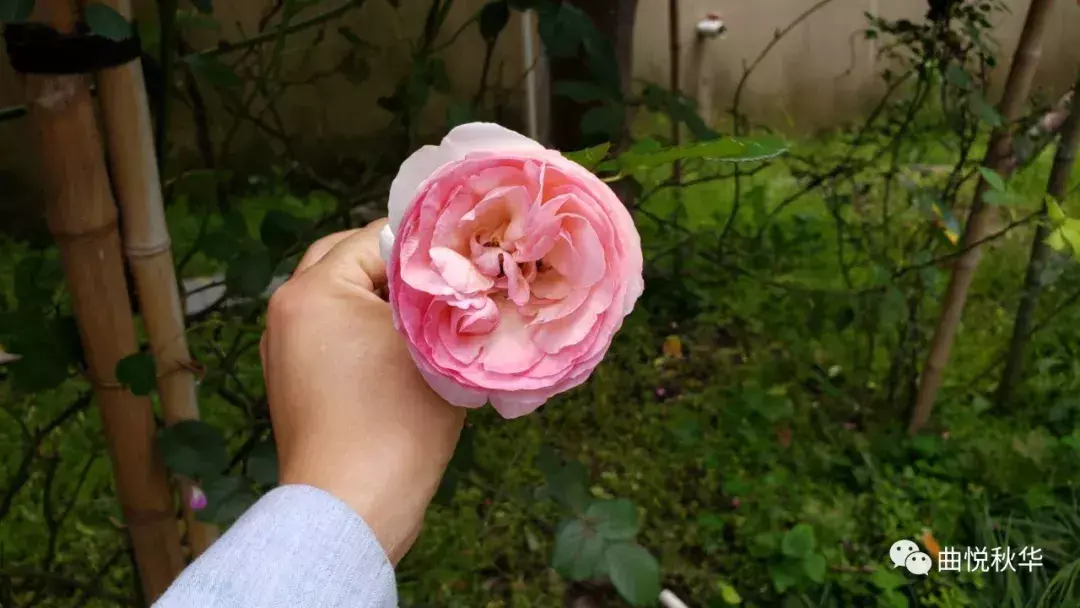 湿的瓜子能吃吗(湿瓜子是什么瓜子(《湿瓜子、开心果与月圆之夜的梦想解说》)) 第2张 湿的瓜子能吃吗(湿瓜子是什么瓜子(《湿瓜子、开心果与月圆之夜的梦想解说》)) 第2张